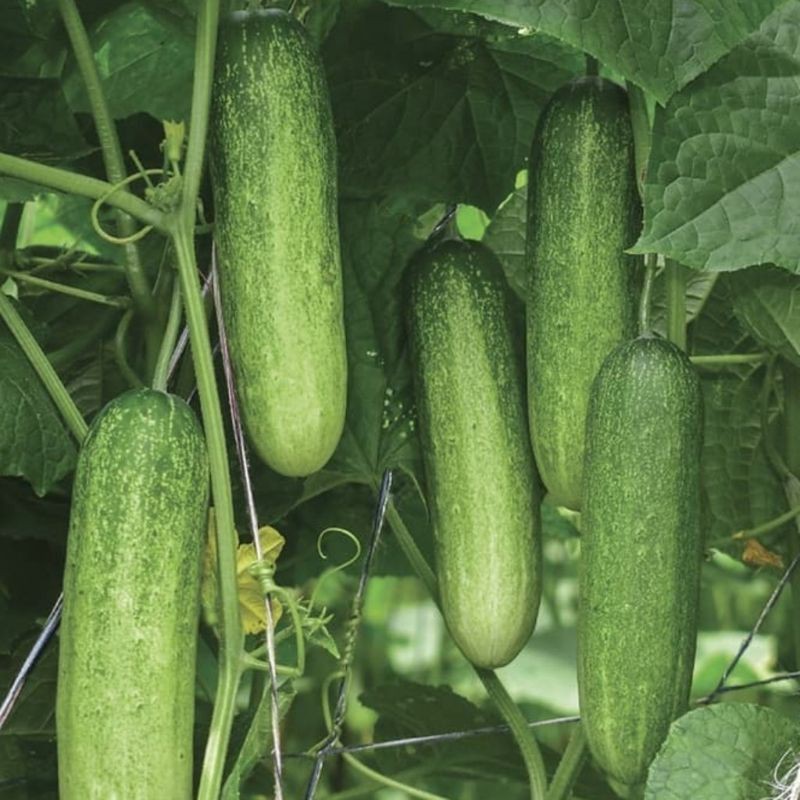 Benih Timun Ketimun Lalap Cap Panah Merah // Benih Sayuran // Benih Seribuan.