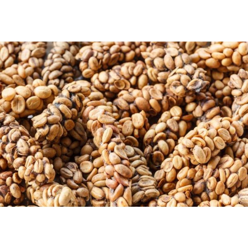 

kopi luwak