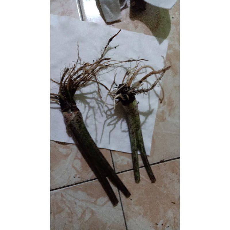 bonggol alocasia princeps borneo