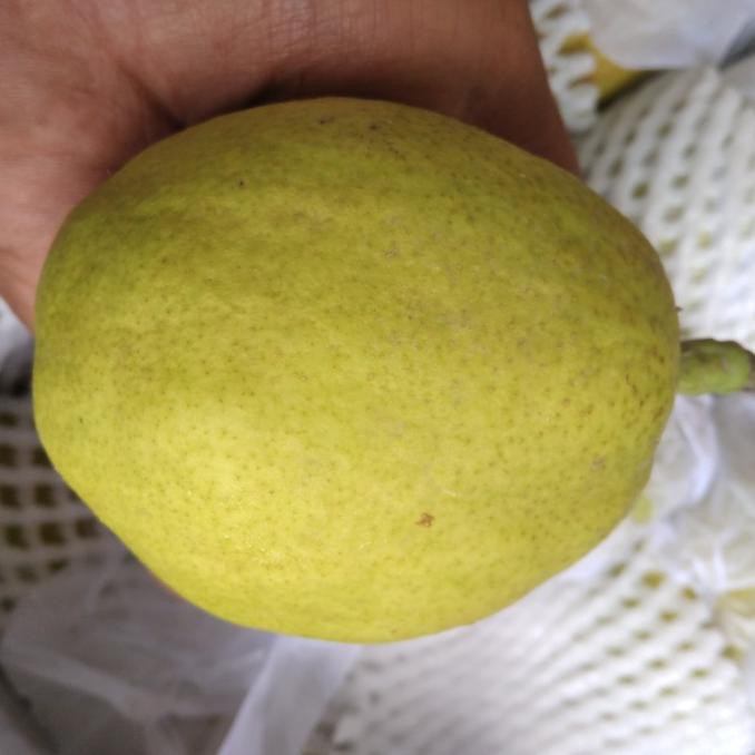 

SAYUR & BUAH PEAR XIANG LI MANIS BANYAK AIR MAKANAN & MINUMAN