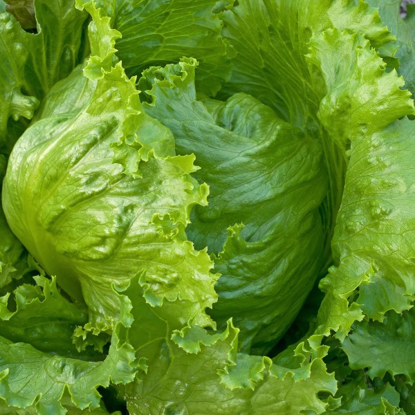 Benih Bibit Biji - Lettuce Green Iceberg Seeds - Selada dengan Tekstur Renyah &amp; Lezat - Panen dalam 75 Hari