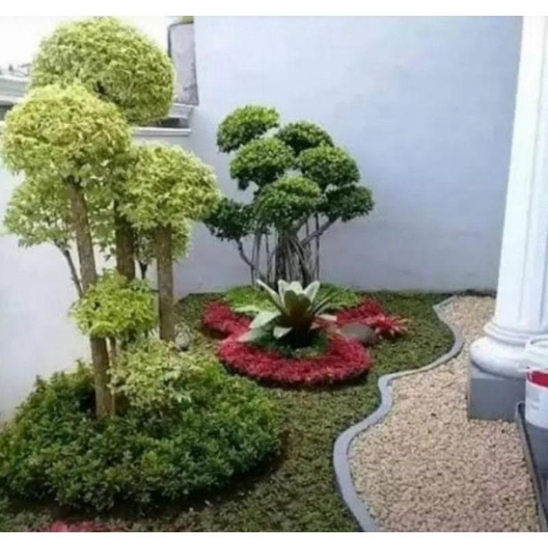 Tanaman hias anting putri -+ 1 meter