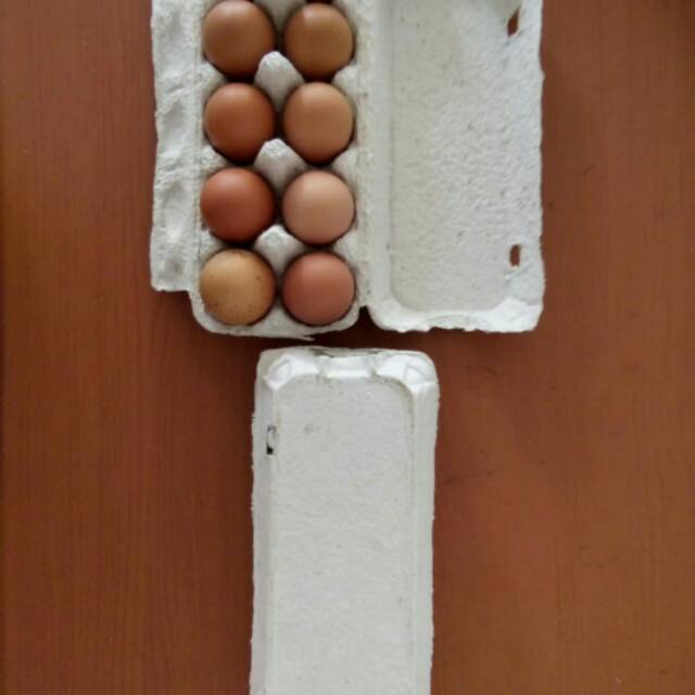 Egg box karton 10 butir / kemasan telur karton