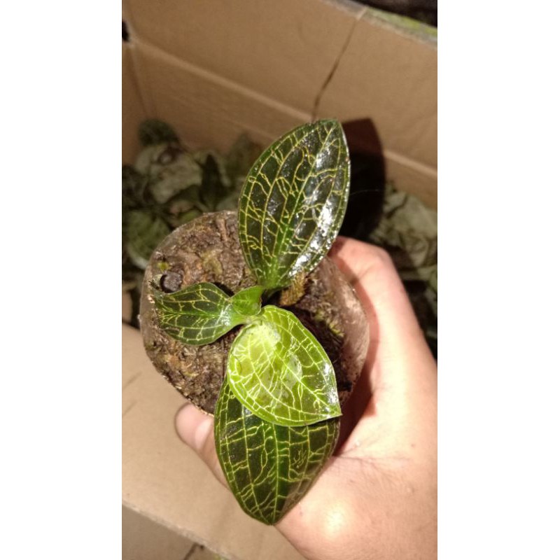 anggrek jewel / permata