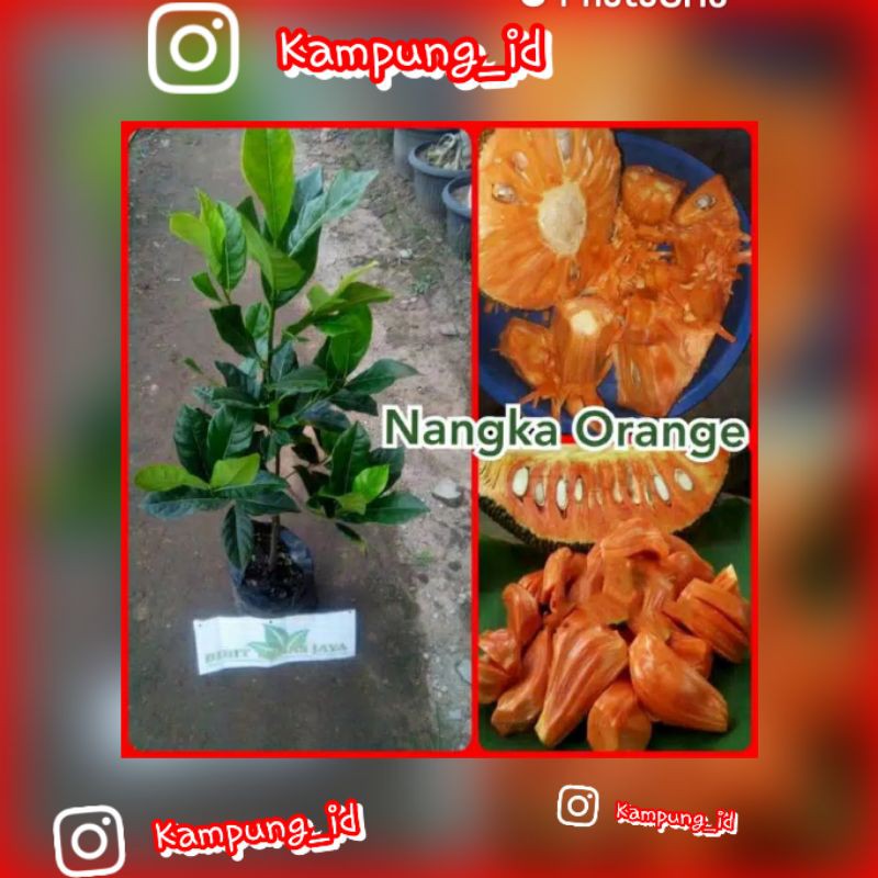 Bibit Nangka Orange