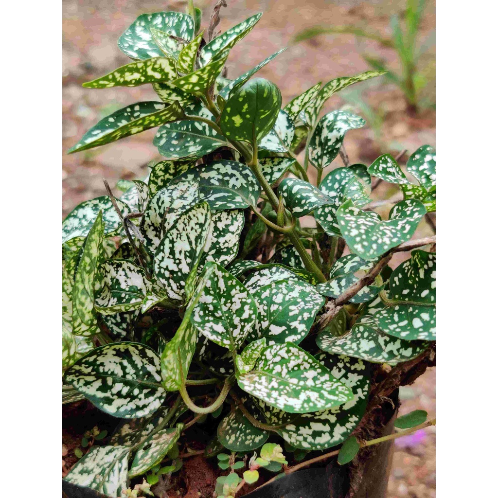 Bibit Tanaman Hias Hypoestes Polkadot Hipoestes Rimbun/ Polka Dot Plant Freckle Face/  Hypoestes phyllostachya