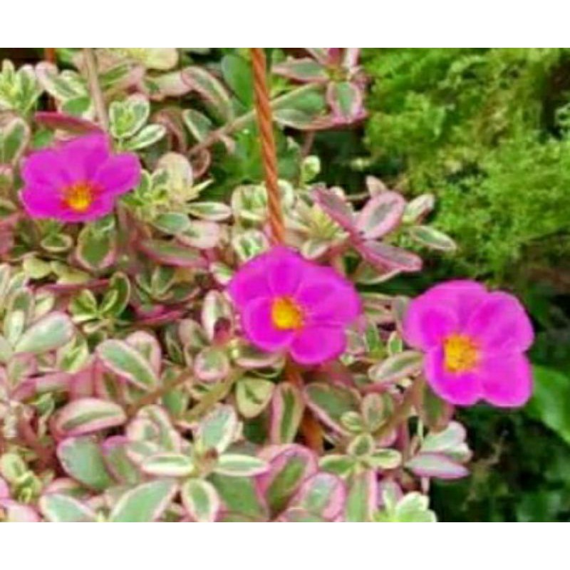 20 STEK BATANG JENIS JENIS TANAMAN HIAS KROKOT VARIEGATA |COD| PROMO TERBATAS!