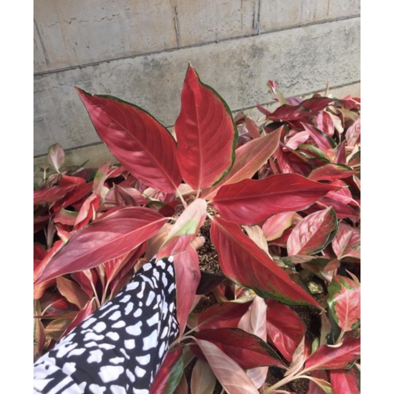 aglaonema red ayu