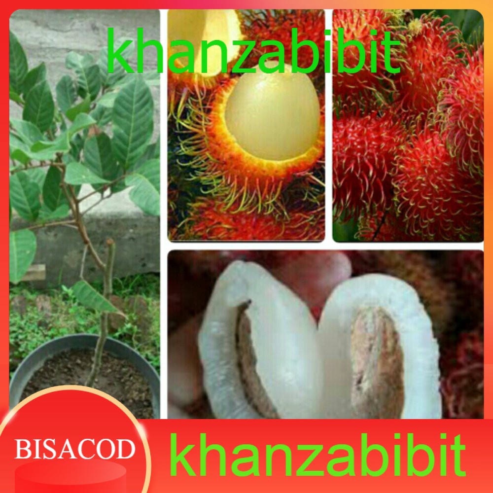 Murah! Bibit rambutan garuda (KHANZA)