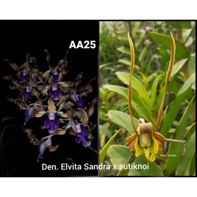 Anggrek Dendrobium Keriting