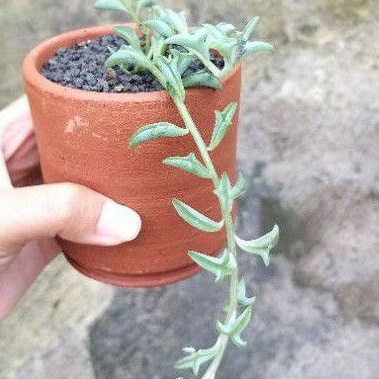 Sukulen String of Dolphin / Senecio Peregrinus