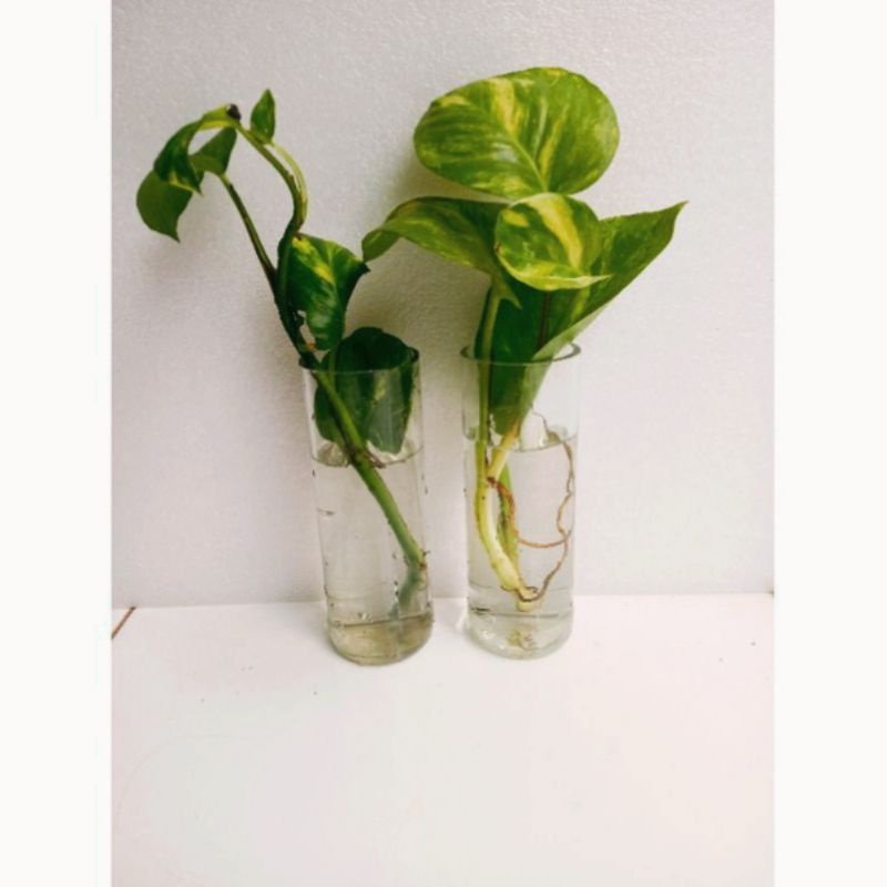 Vas kaca bening / Vas kaca tabung / Vas bunga hidup / dekorasi ruangan
