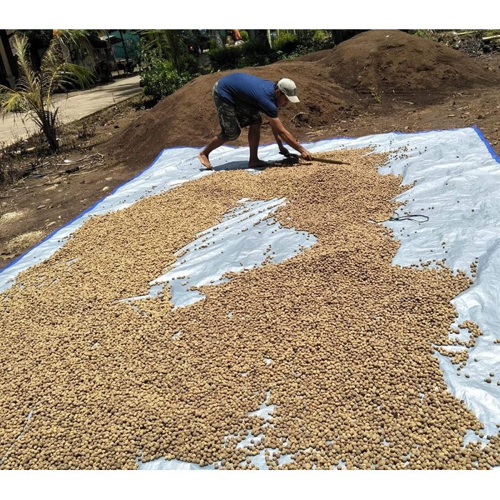 1 kg Benih Biji Pohon Jati Emas Super Unggul