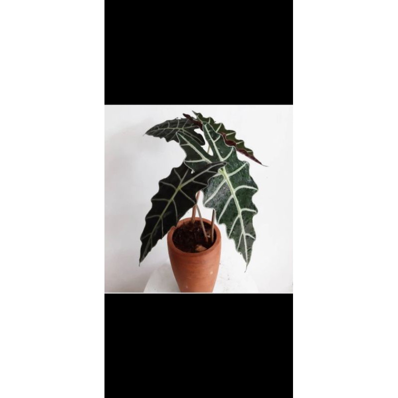 bunga kaladium amazon/Caladium amazon