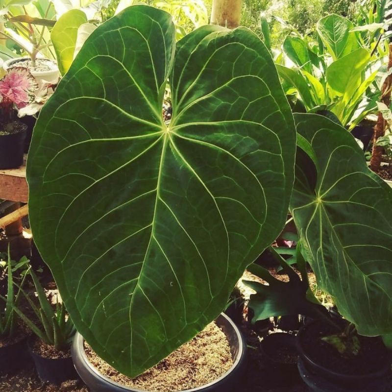 [BUY 3 GET 1] Bonggol Anthurium Magnificum / Kuping Gajah Kalong