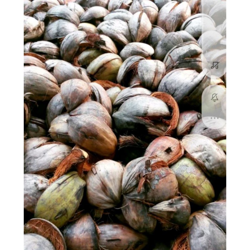 Sabut Kelapa Media tanam Anggrek