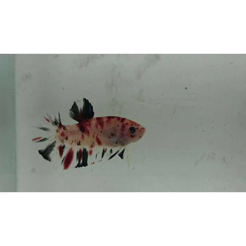 cupang bahan nemo galaxy koi galaxy murah