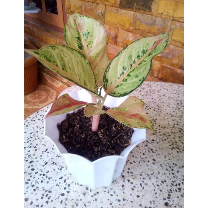 Aglonema Frozen (FROZEN)