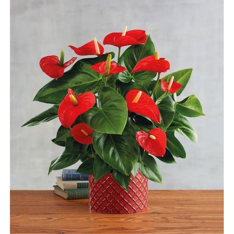Tanaman hias bunga anthurium mini (Anthurium Andraeanum)