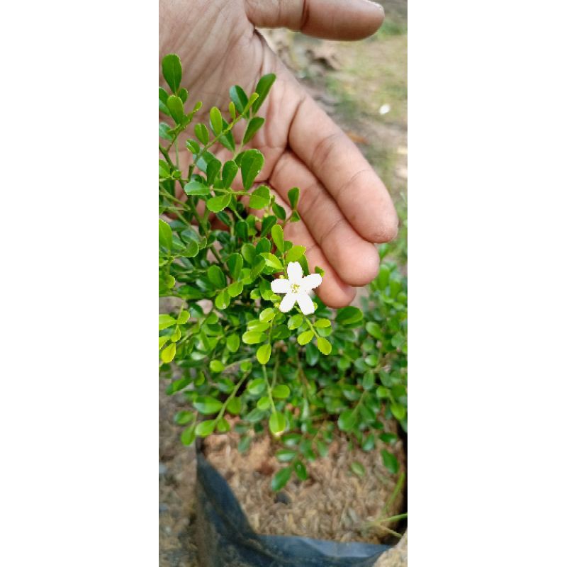 Kemuning Mikro Bahan Bonsai