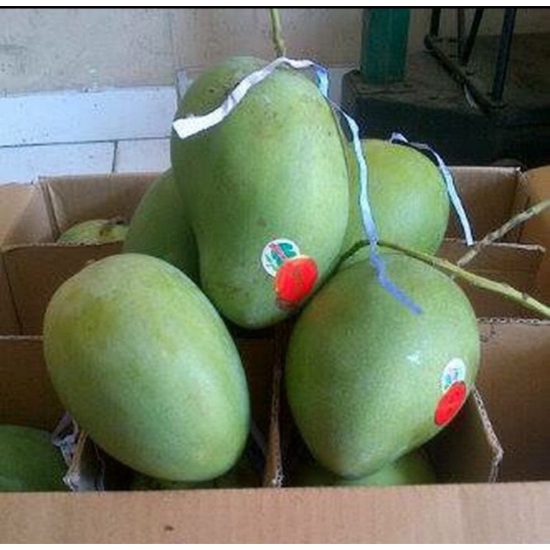 

mangga harum manis masak pohon lily