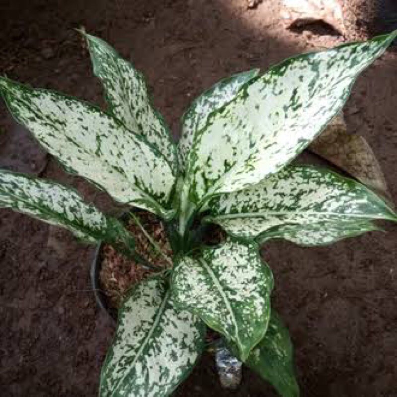 Aglaonema Snow White