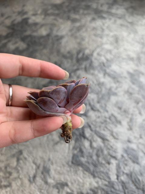 Sukulen Murah Dan Hemat Dengan Berbagai Macam Variant Sudah Termasuk Pot 10cm