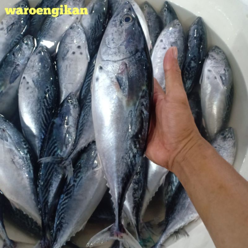 

ikan tongkol batik segar harian 1kg