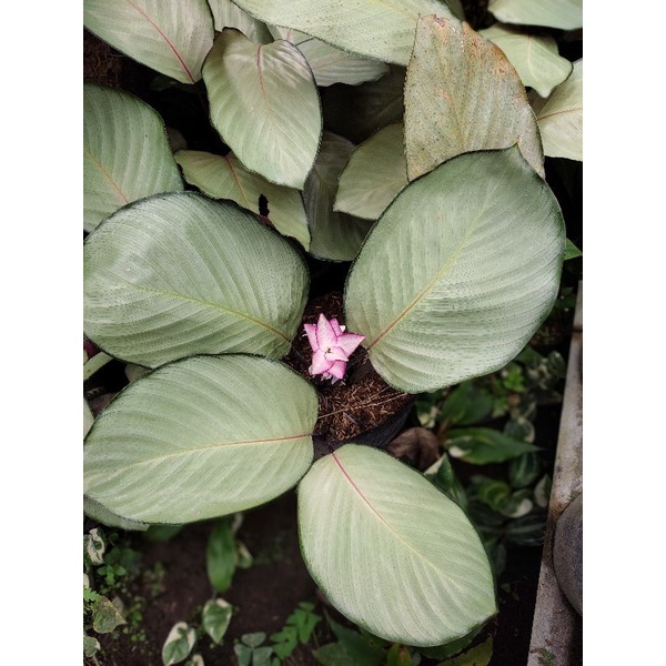Calathea silver Calathea silver plate