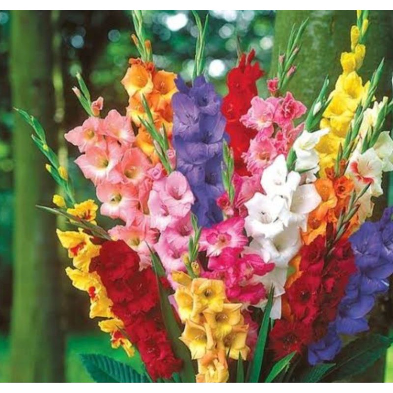 UMBI BUNGA GLADIOL MEWAH TERMURAH
