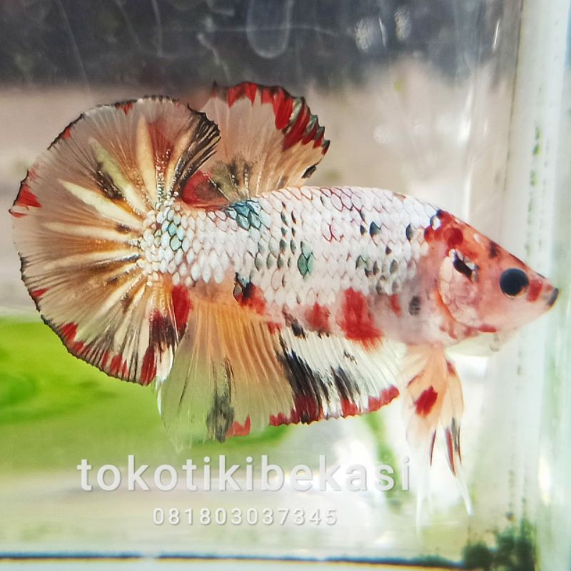 

Ikan Cupang Plakat Nemo Cooper Gold Super Grade