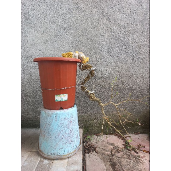 saeng simbur vietnam