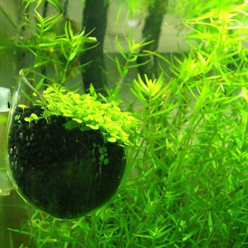 Bibit Rumput Air Dekorasi Aquarium Landscape Ornament - H0027