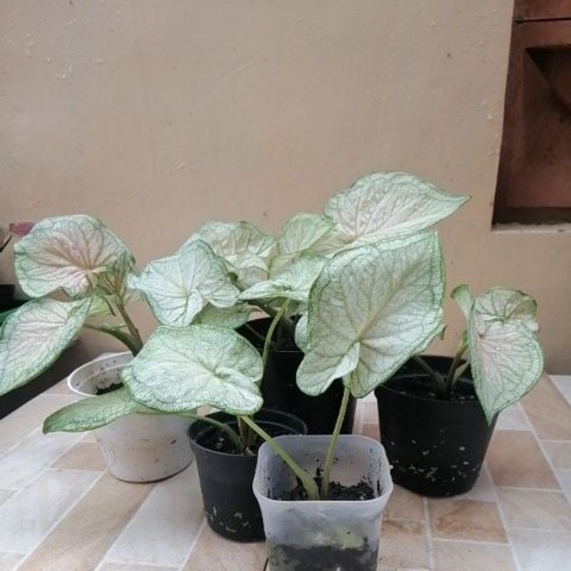 caladium/ keladi White jaguar