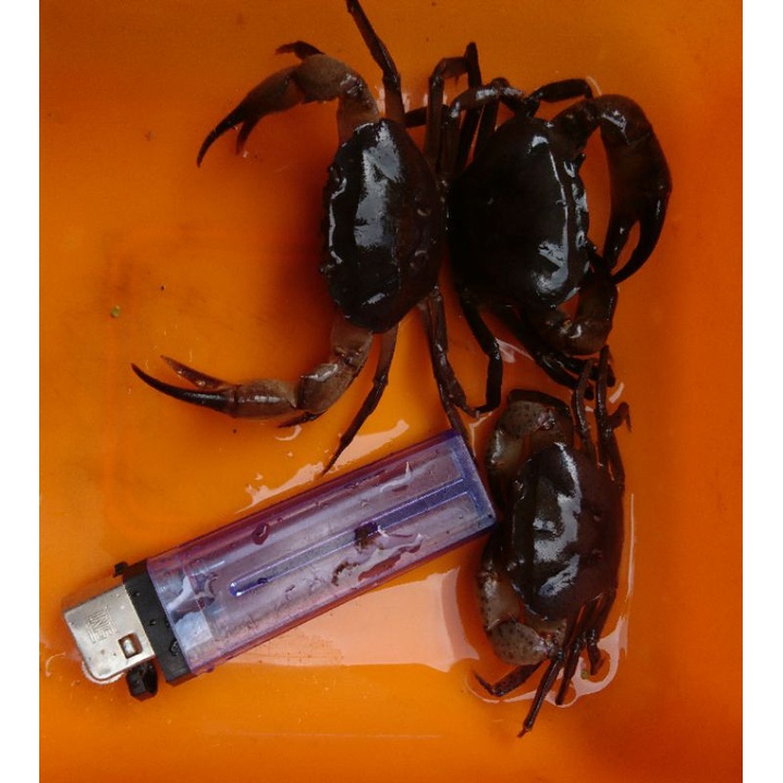 yuyu, kepiting sawah, keyeup