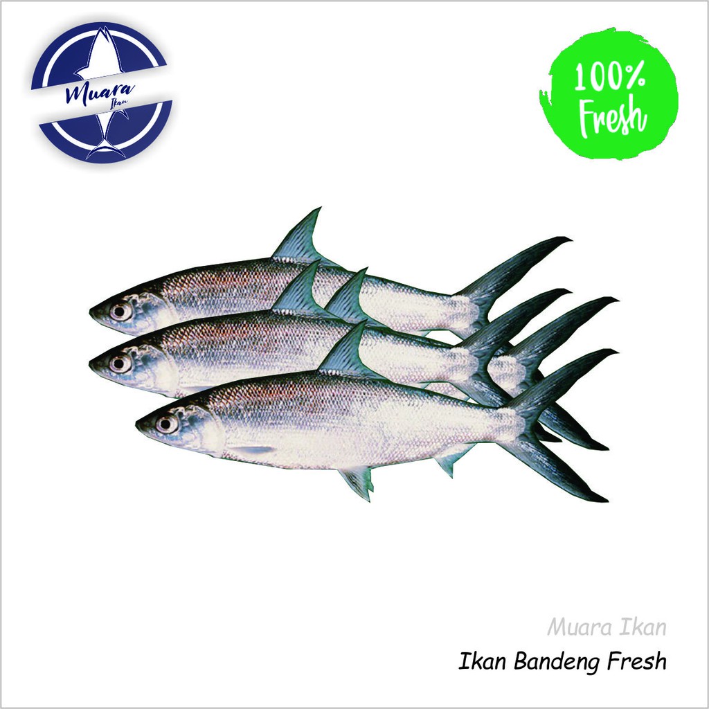 

Ikan Bandeng Fresh- 1.000 gram
