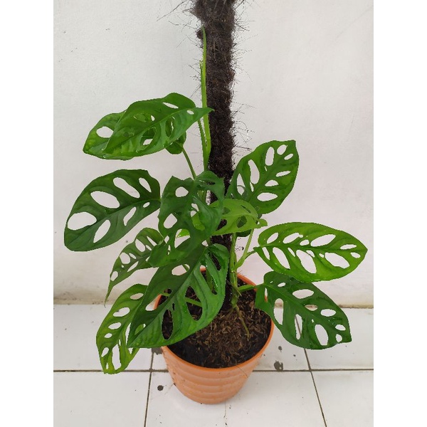 Monstera Acuminata