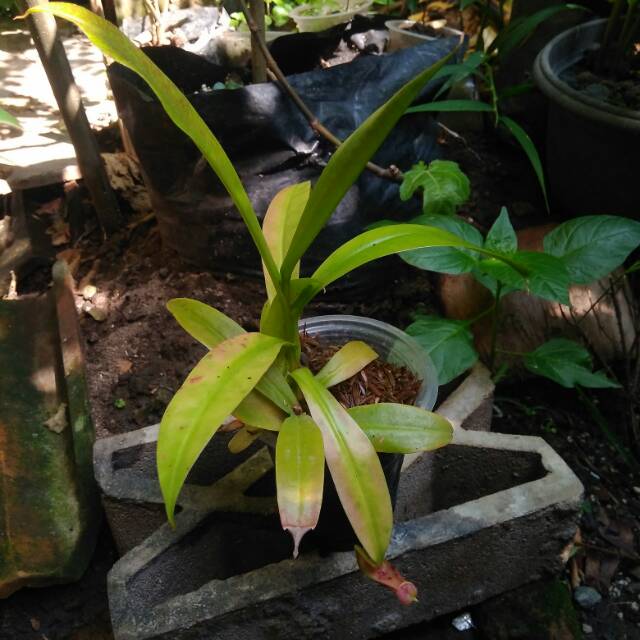 

Nepenthes x neglecta