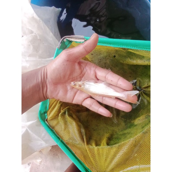 bibit ikan patin albino