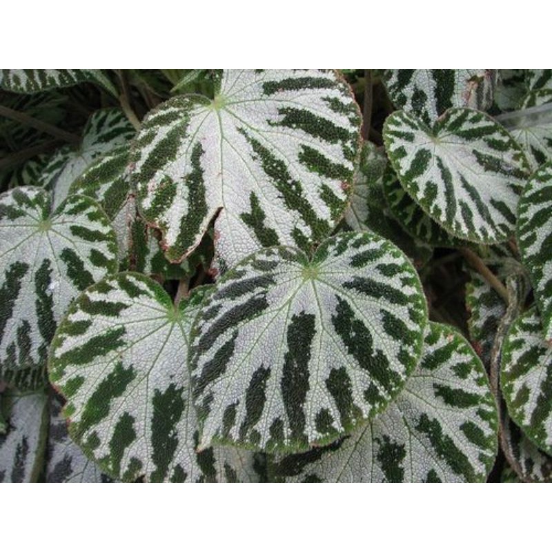 Begonia moss karpet hijau