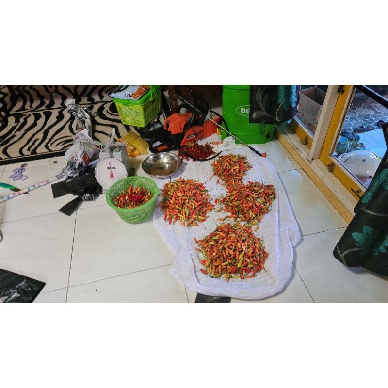 

Cabe tanjung 1 Kg murah