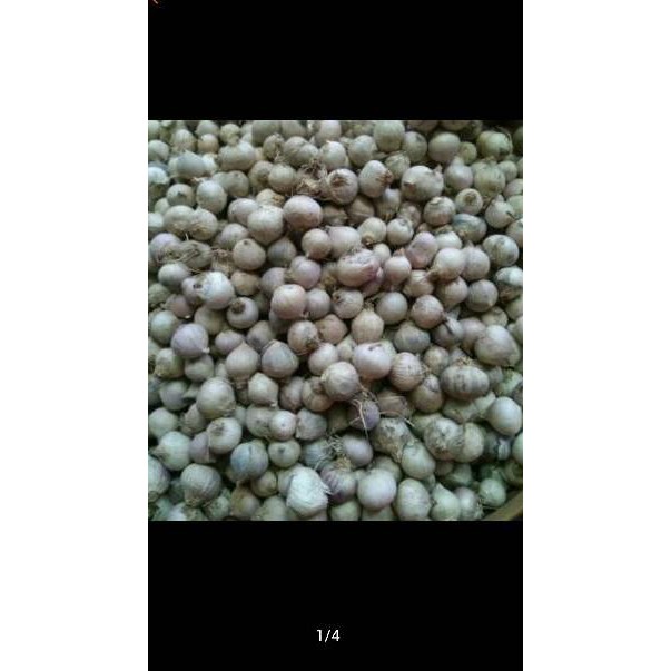 

Terlaris Bawang Putih Tunggal / Lanang 500gram