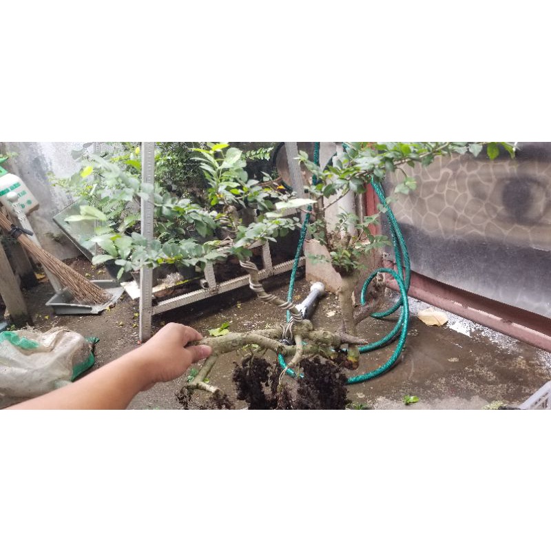 Bahan bonsai serut