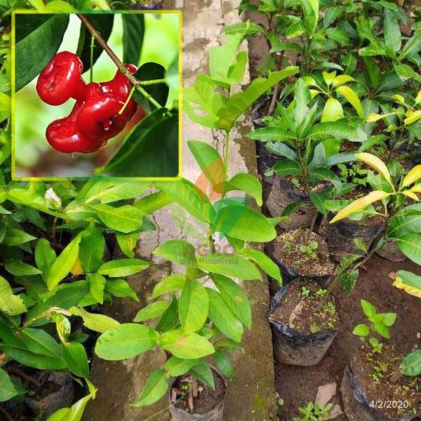 Bibit Tanaman Jambu Kancing Hasil Okulasi / Bibit Jambu Air Kancing
