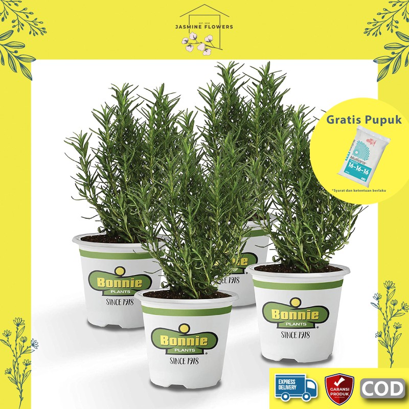 Paket Tanaman Hias bibit bunga hidup rosemary lavender  segar murah asli