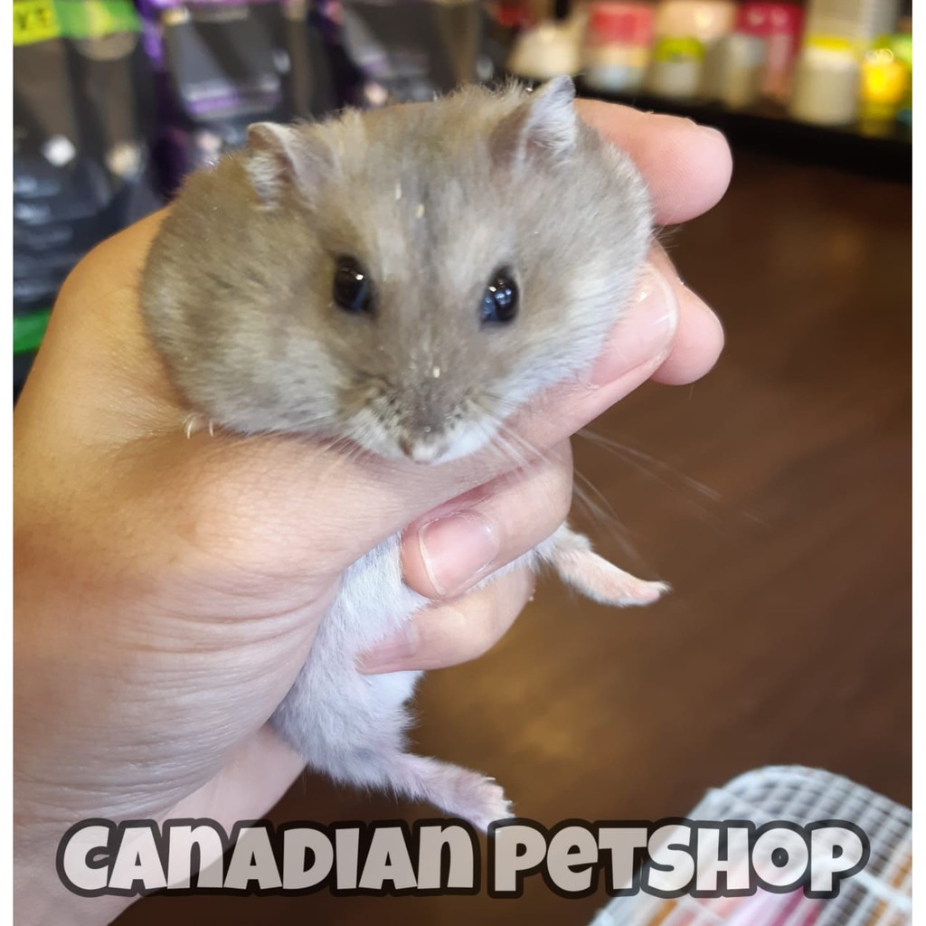 Hamster Winter White Safir / Winter Saphire - Hewan Hamster