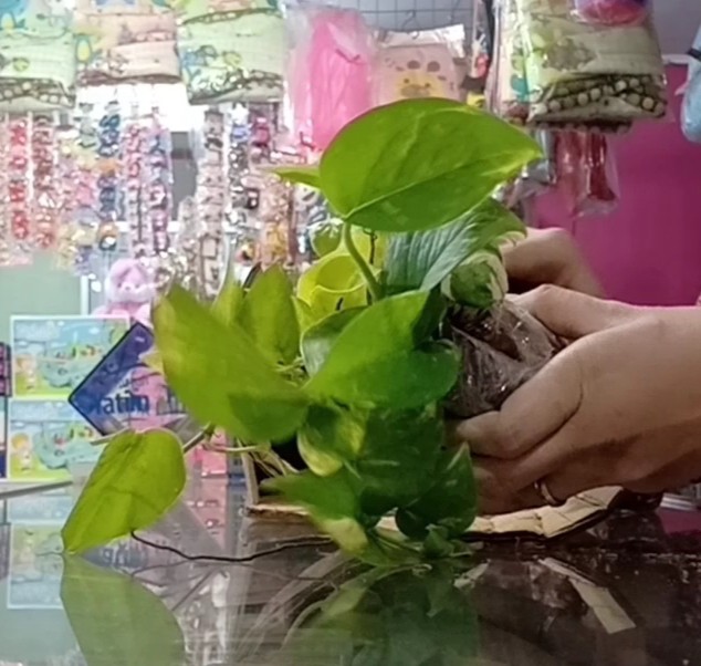 Tanaman Hias Srigading Hijau - Sri Srigading Hijau - Pot Gantung