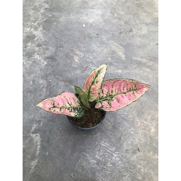 aglonema ruby fanta ekonomis