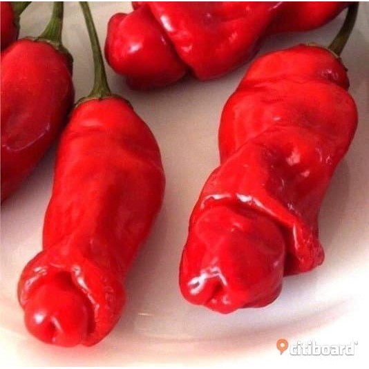 Benih / Biji Cabe Hias Cabe Porno Cabai Red Peter Willies Pepper