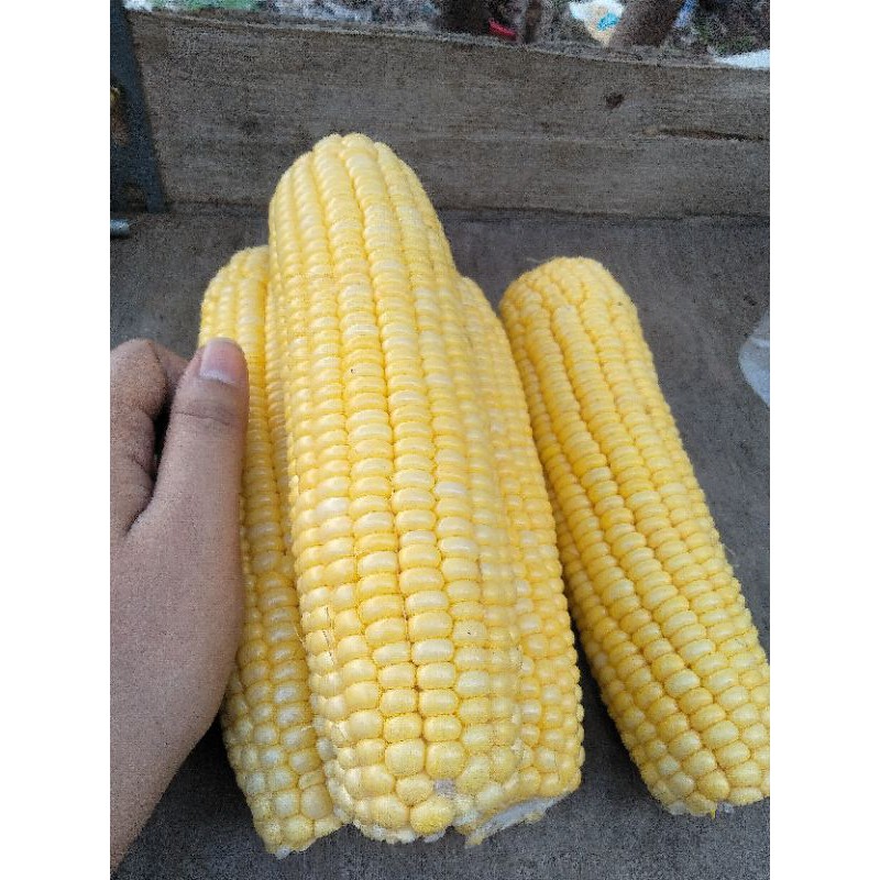 

Jagung Manis